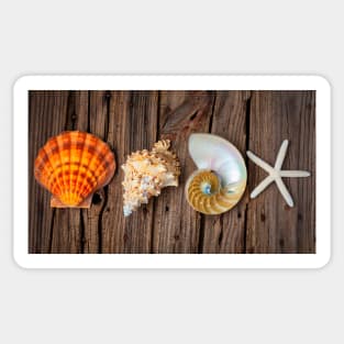 Four Lovely Shells And White Starfish Sticker